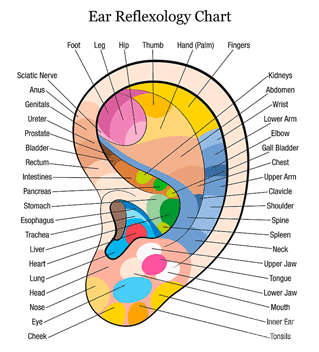ear reflexology chart